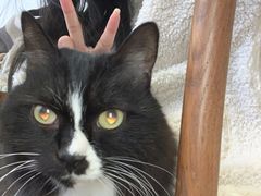 -有猫主题·治愈系猫咖(曾厝垵店)