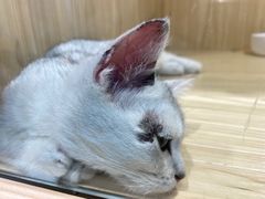 -屋虎猫馆(宝安大仟里店)