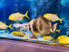 -太平洋海底世界