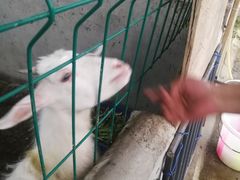 -洪湖家庭农场·团建·露营·会议