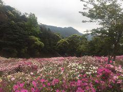 -广州市石门国家森林公园