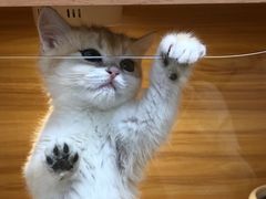 -猫十亿·布偶金渐层·曼基康矮脚猫舍(青年路店)
