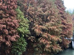 -溱湖国家湿地公园