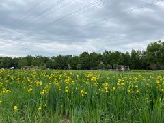 -桤木河湿地公园