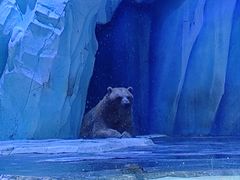 -上海海昌海洋公园-冰山北极馆