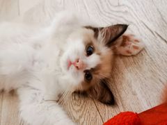 -喵zoo家庭繁育猫舍(尖东智能花园店)