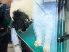 -博特宠物医院24h犬猫全科.骨科·异宠