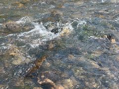 -羊山湖公园