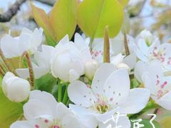 -树山生态村