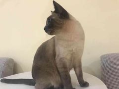 -滚猫咖啡·猫咖·猫友好撸猫(未来城店)