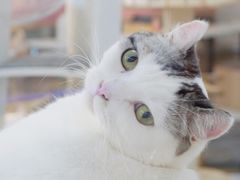 -喵园·猫主题咖啡厅·撸猫·猫咖(国贸店)