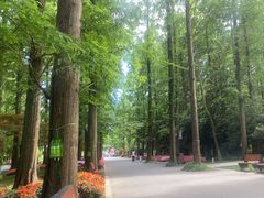 -东平国家森林公园
