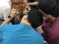 -美联众合爱康动物医院•复杂内科•肿瘤科•牙科•腔镜诊疗中心