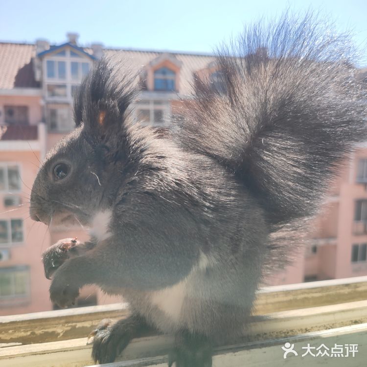袅袅刚刚藏好一个核桃，就被UC哥挖出来吃了