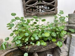 -金山嘴渔村