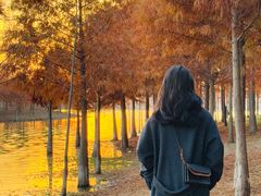 -合肥滨湖国家森林公园