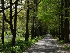 -上海滨江森林公园