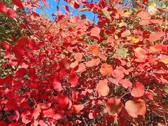 -北京十三陵国家森林公园蟒山景区