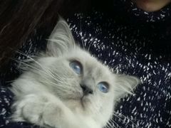 android_upload_pic-喵的天空名猫咖啡馆·撸猫·猫舍·用品