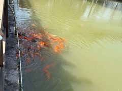 -中国扬子鳄村