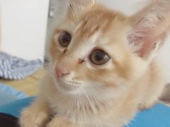 -屋虎猫馆(宝安大仟里店)