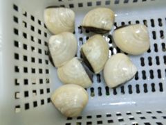 -蚝专家