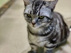 -藏猫猫咖啡主题馆(中央大道店)