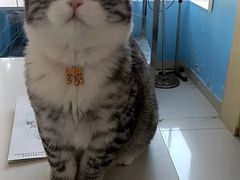 -瑞派福兴宠物医院犬猫全科·骨科·中西医结合(河东店)