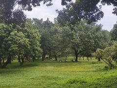 -紫马岭公园