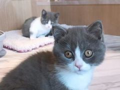 -悠尼宠物·独立低压伊珊娜洗护·美容·寄养(兰谷路店)