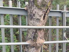 -福道