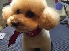 -Oh My Dog宠物沙龙(伊珊娜皮毛护理店)