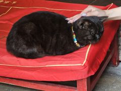 -龙华素斋(龙华路店)