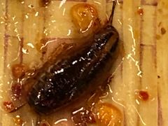 -韩包子(青石桥店)