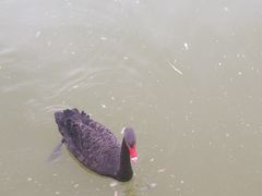 -青藏高原野生动物园