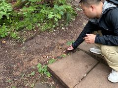 -五营红松林海景区