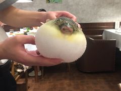 -肆月河豚·新淮扬(金融街店)