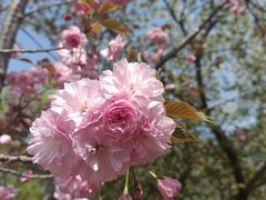 -石家庄市植物园