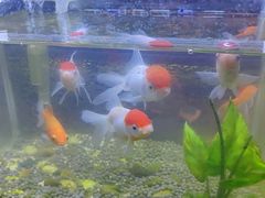 -华夏良子·足道SPA艾灸(王府井店)