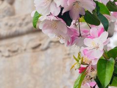 -海棠花溪(元大都城垣遗址公园)