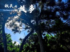-日照海滨国家森林公园
