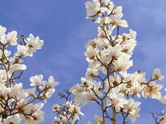 -国家图书馆·古籍馆