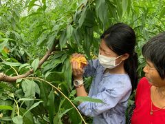 -南汇新场正宗水蜜桃采摘