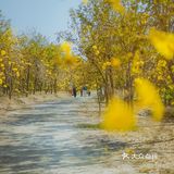 惠州周边游｜春节快乐的好去处[调皮]