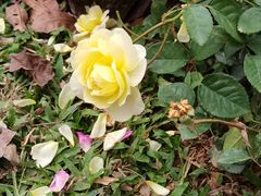 -人民公园(罗湖区)