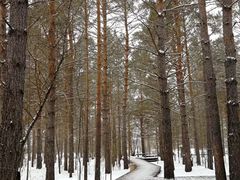 -北极村旅游风景区