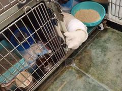 -伟伟宠物医院·CT影像中心·瑞派犬猫综合性门诊(汉口总院)