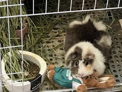 -北京观赏动物医院·24小时大型综合·猫专科·异宠专科