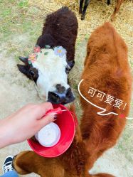 -上美四季动物农场