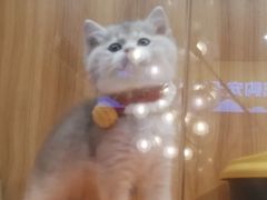 -欣宠猫屋·矮脚拿破仑·蓝金金渐层